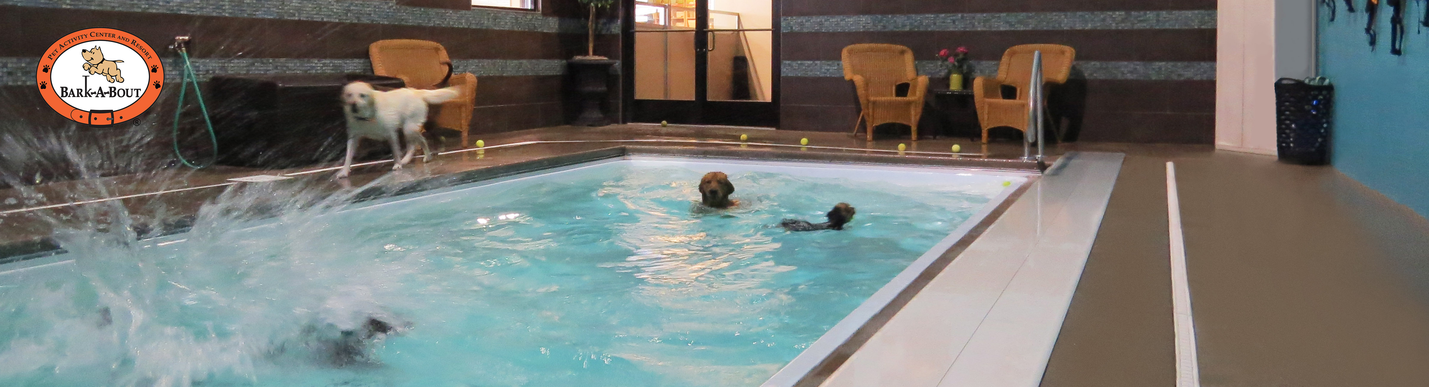 Indoor Dog Swimming, Indoor Pool for Dogs, Indoor Pet Training Pool, Dog Swimming, Dog Swimming Pool, Aquatic Center For Dogs, Dog Hotel, Pet Hotel, All Inclusive Pet Resort, Dog Daycare, Dog Hotel, Boarding