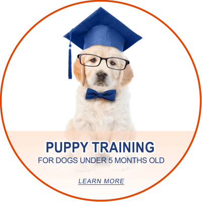 Puppy Training____