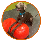 Enrichment Dog Daycare, Enrichment Daycare Logo, Learn and Play Program, Enrichment for dogs, Dog Enrichment, Enrichment Program.